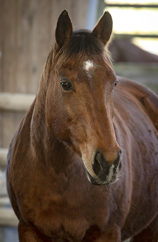 Quarter horse