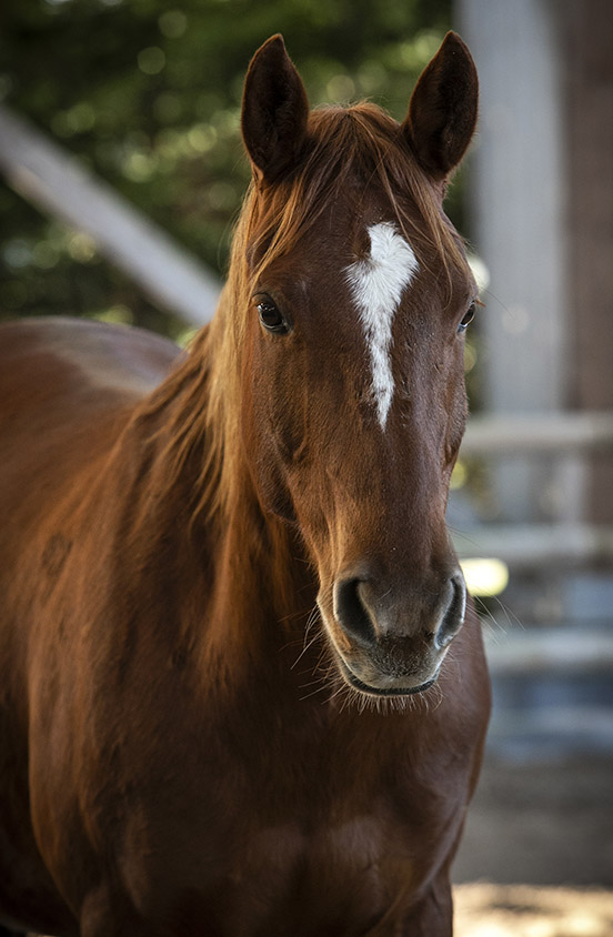 appaloosa