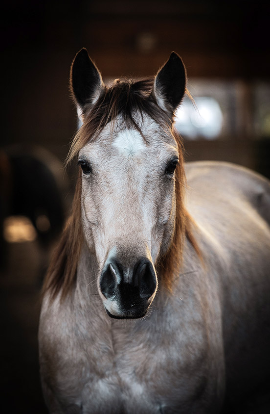 quarter horse