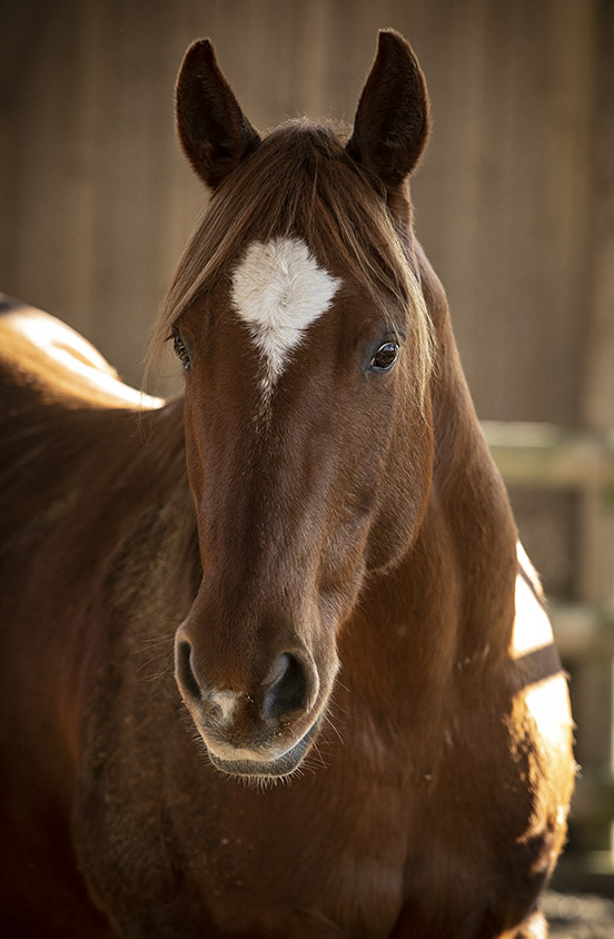 QUARTER HORSE