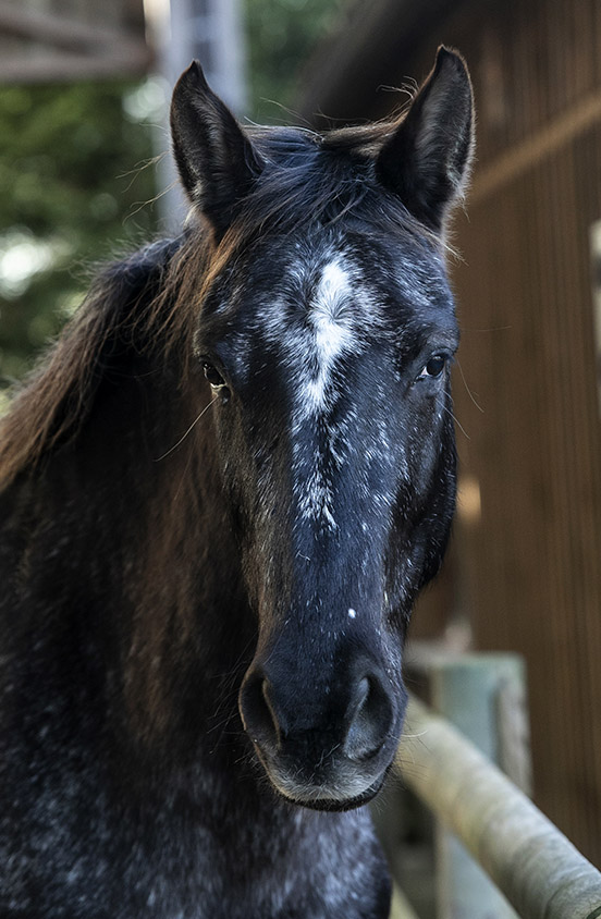 appaloosa