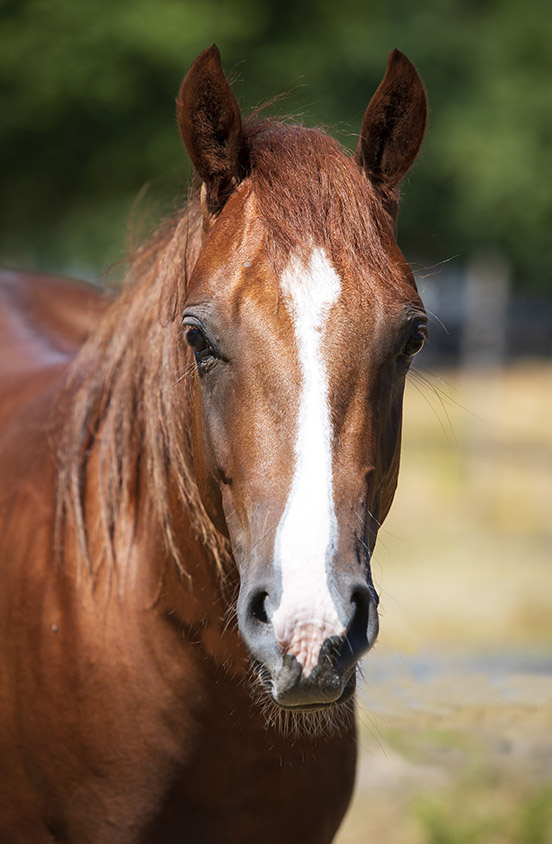 quarter horse