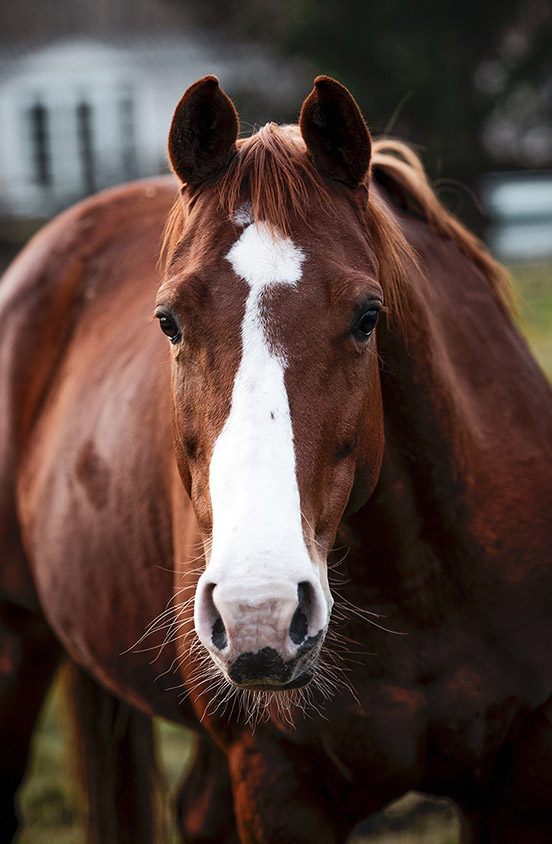 Quarter horse