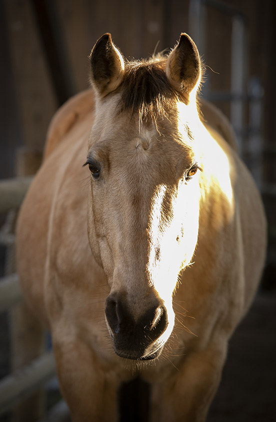 Quarter Horse