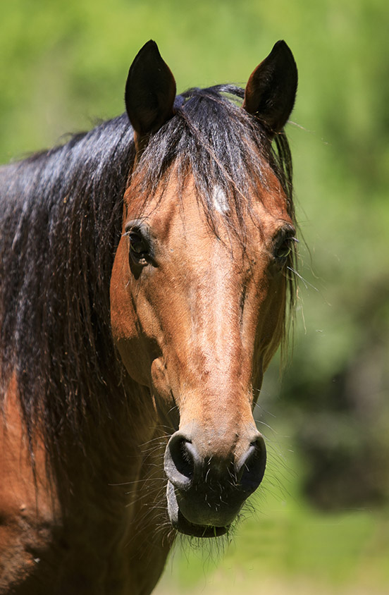 Quarter Horse