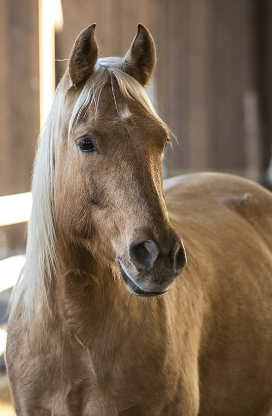 Quarter Horse