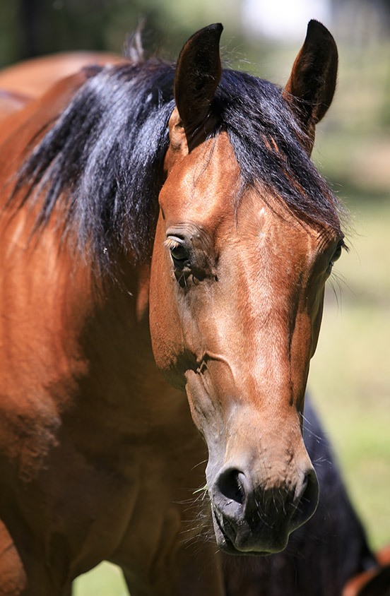 Quarter Horse