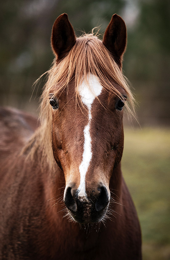 quarter horse