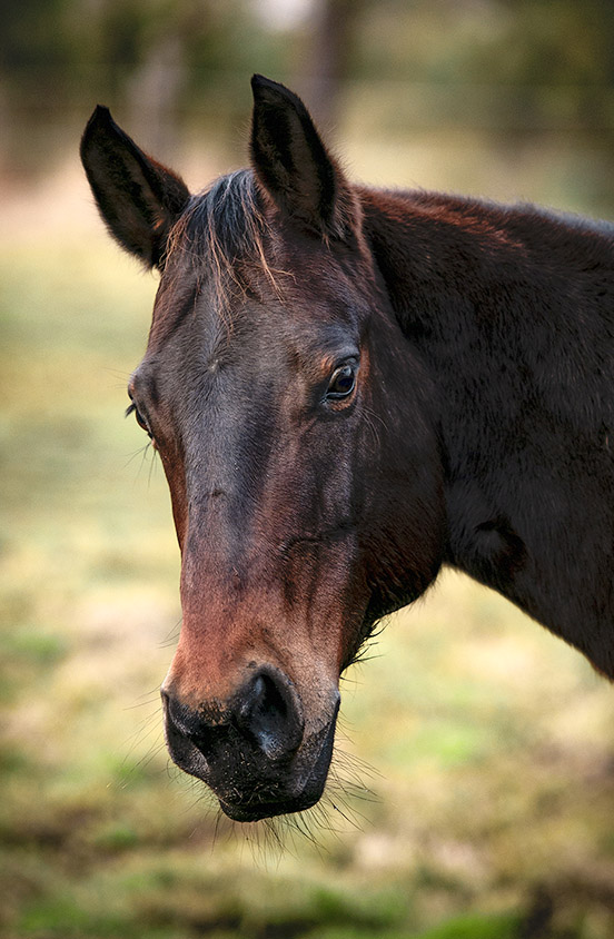 Quarter Horse