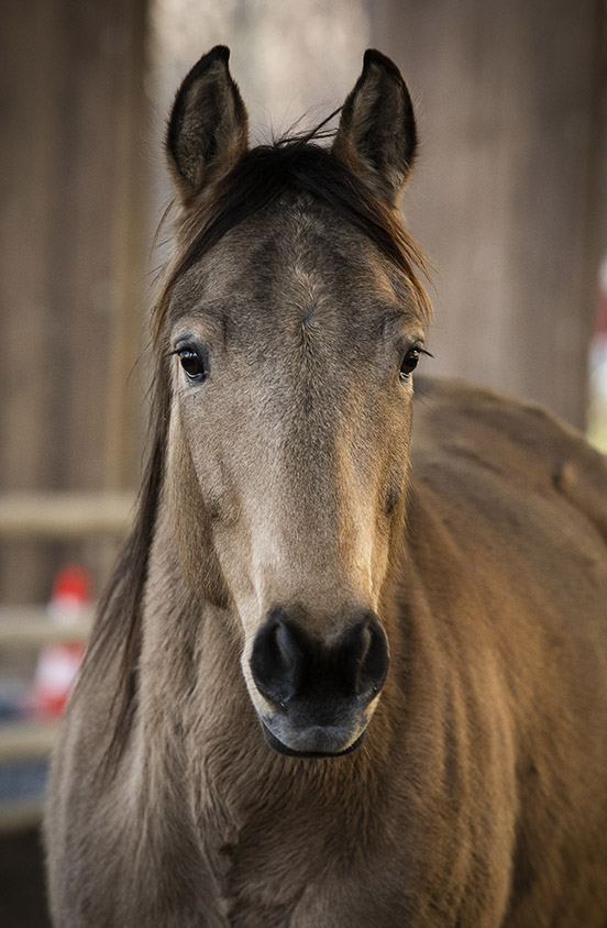 Quarter Horse